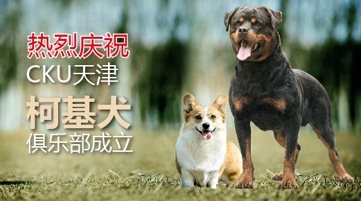 热烈庆祝CKU柯基犬天津正式成立并与CKURK罗威纳犬成为友好协作